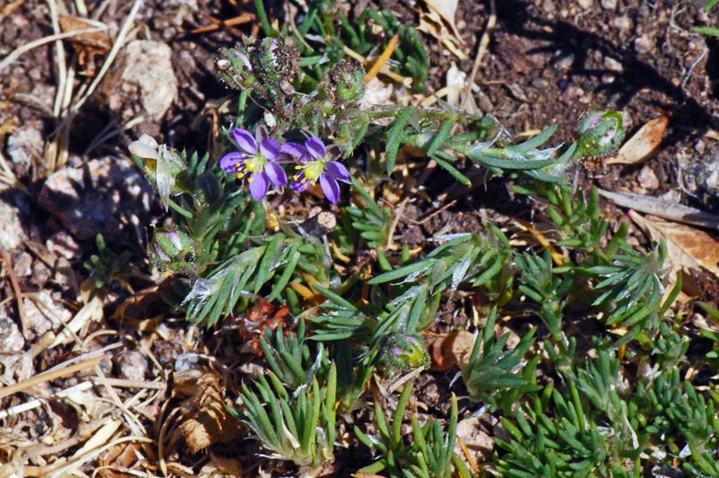 Spergularia rubra